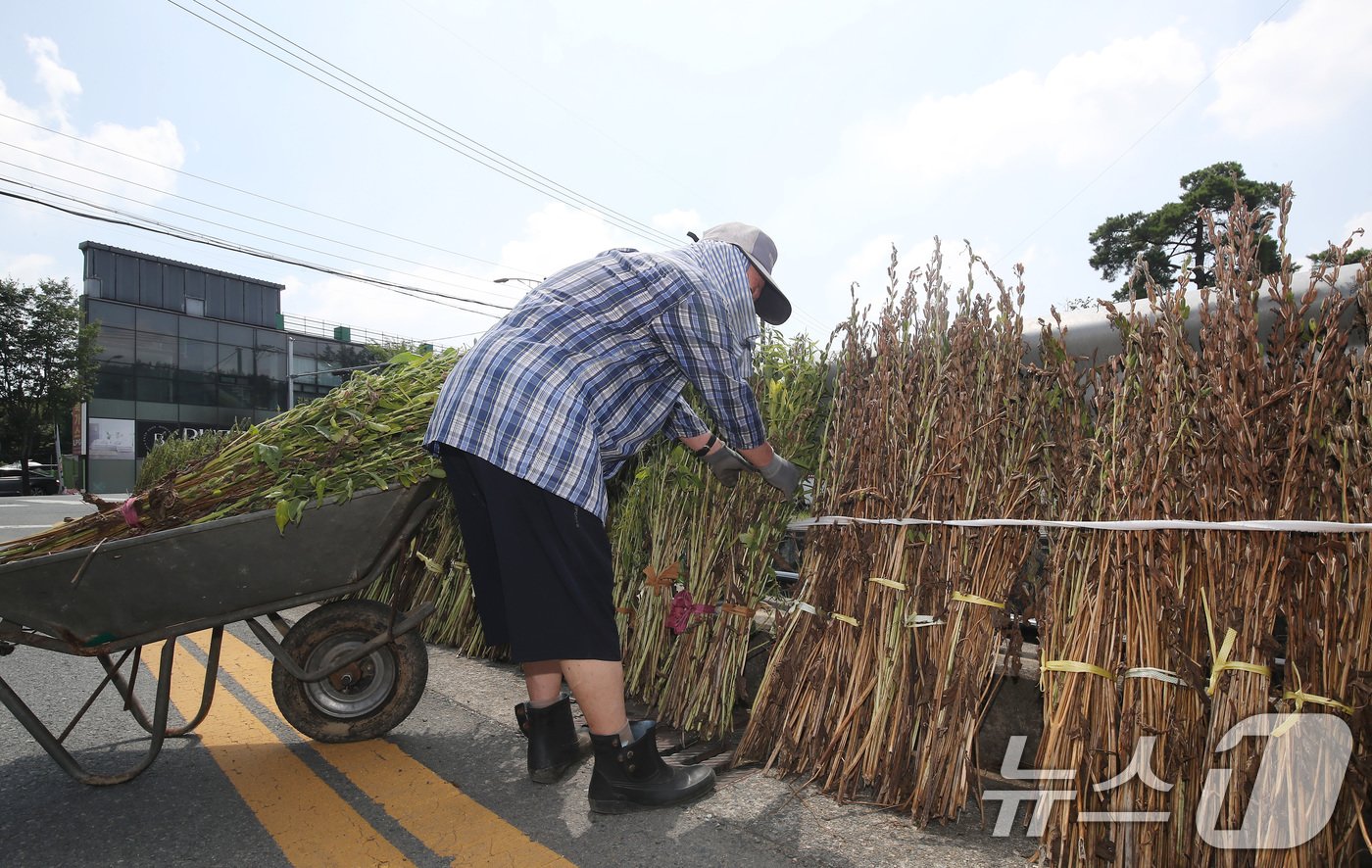 절기상 가을로 접어든다는 입추&#40;立秋&#41;인 7일 오전 찜통더위가 이어진 가운데 대구 수성구 고모동 한 도로변에서 농민이 수확한 깻대를 말리기 위해 가지런히 세우고 있다. 2024.8.7/뉴스1 ⓒ News1 공정식 기자