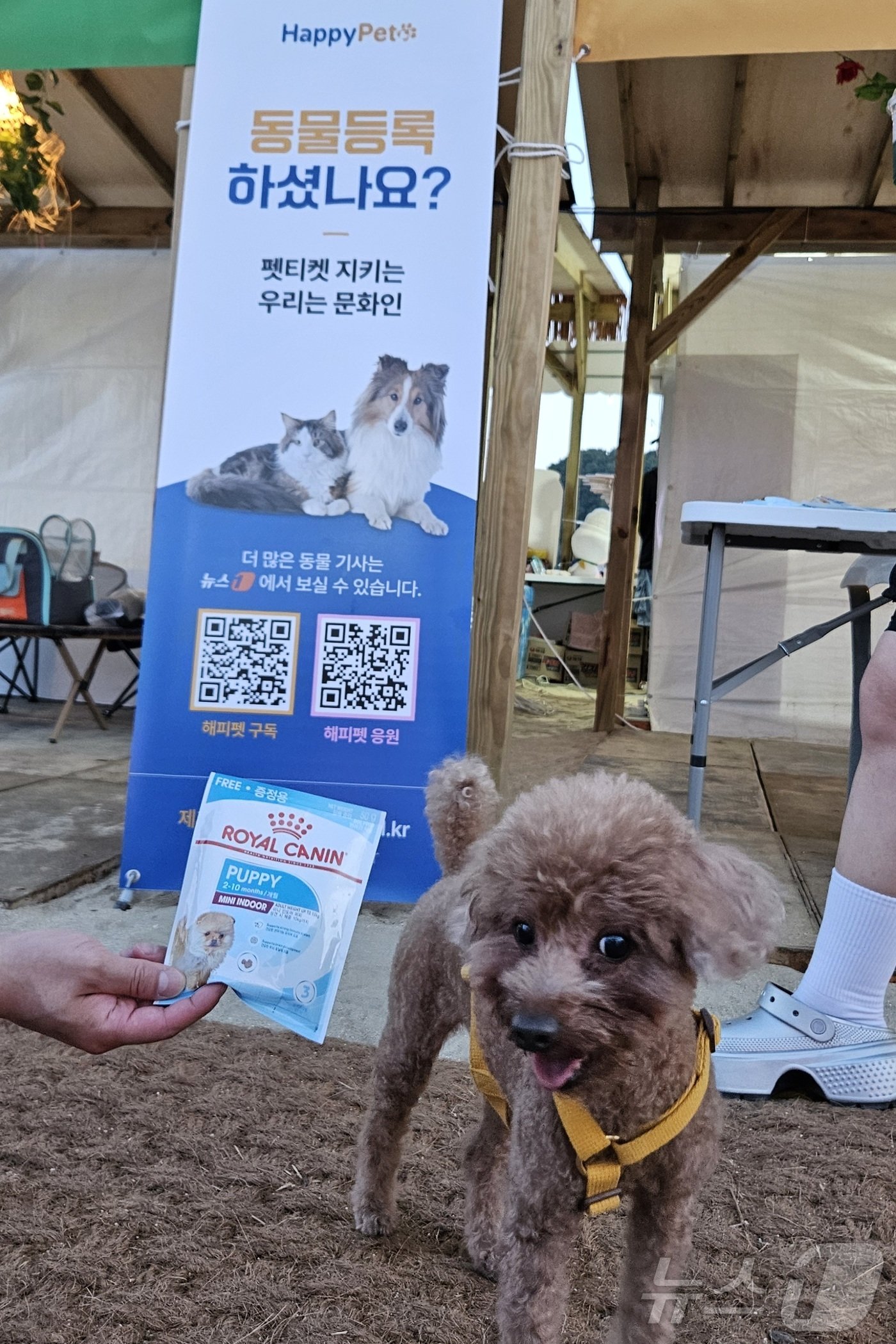 본문 이미지 - 7일 강원 양양군 현남면 인구 해수욕장에서 열린 '2024 뉴스1 썸머 브랜드 페스타'에서 반려견이 사진을 찍고 있다. ⓒ 뉴스1 최서윤 기자