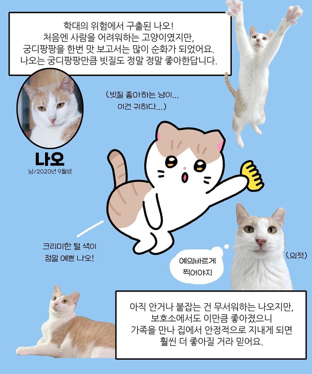 본문 이미지 - 올소 작가는 고양이마다 각기 다른 성격과 특징을 실사와 함께 재치 있는 만화로 표현했다. (나비야사랑해 제공) ⓒ 뉴스1