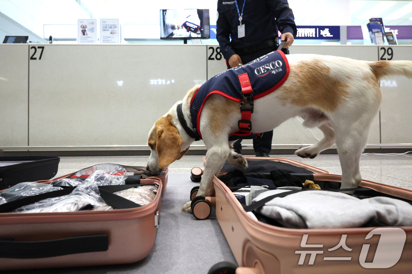 (인천공항=뉴스1) 신웅수 기자 = 8일 인천국제공항 2터미널 입국장에서 국내 1호 빈대 탐지견인 세코가 빈대를 탐지하고 있다.세스코에 따르면 빈대 특유의 페로몬 냄새를 탐지하도록 …