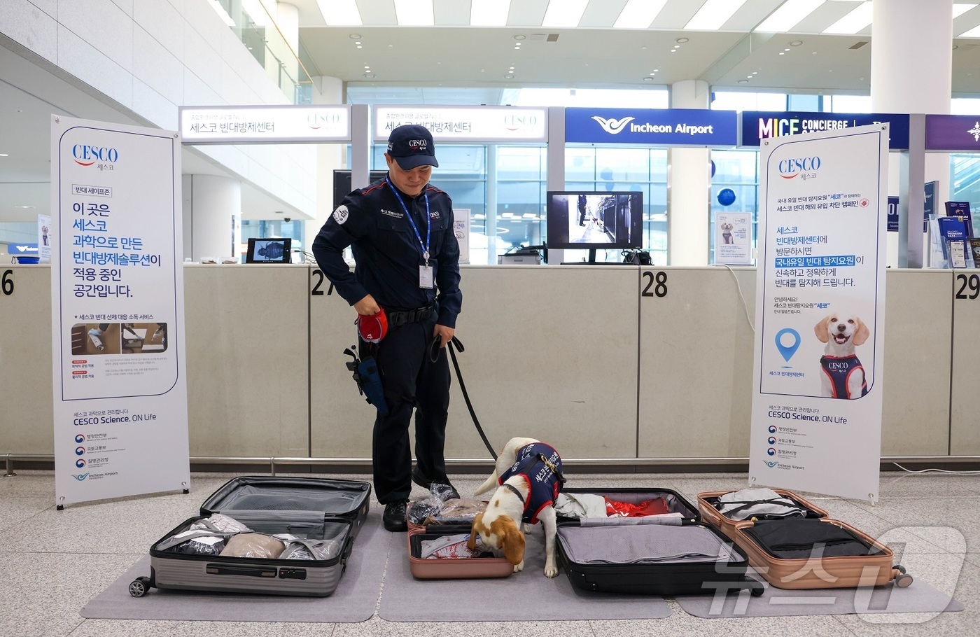 (서울=뉴스1) = 8일 인천국제공항 제2여객기터미널에서 국내 1호 빈대탐지견 세코의 빈대 탐지 시연회가 열렸다. 국내 최초 빈대탐지견으로 임명된 세코는 10년 이상의 방제 경력을 …