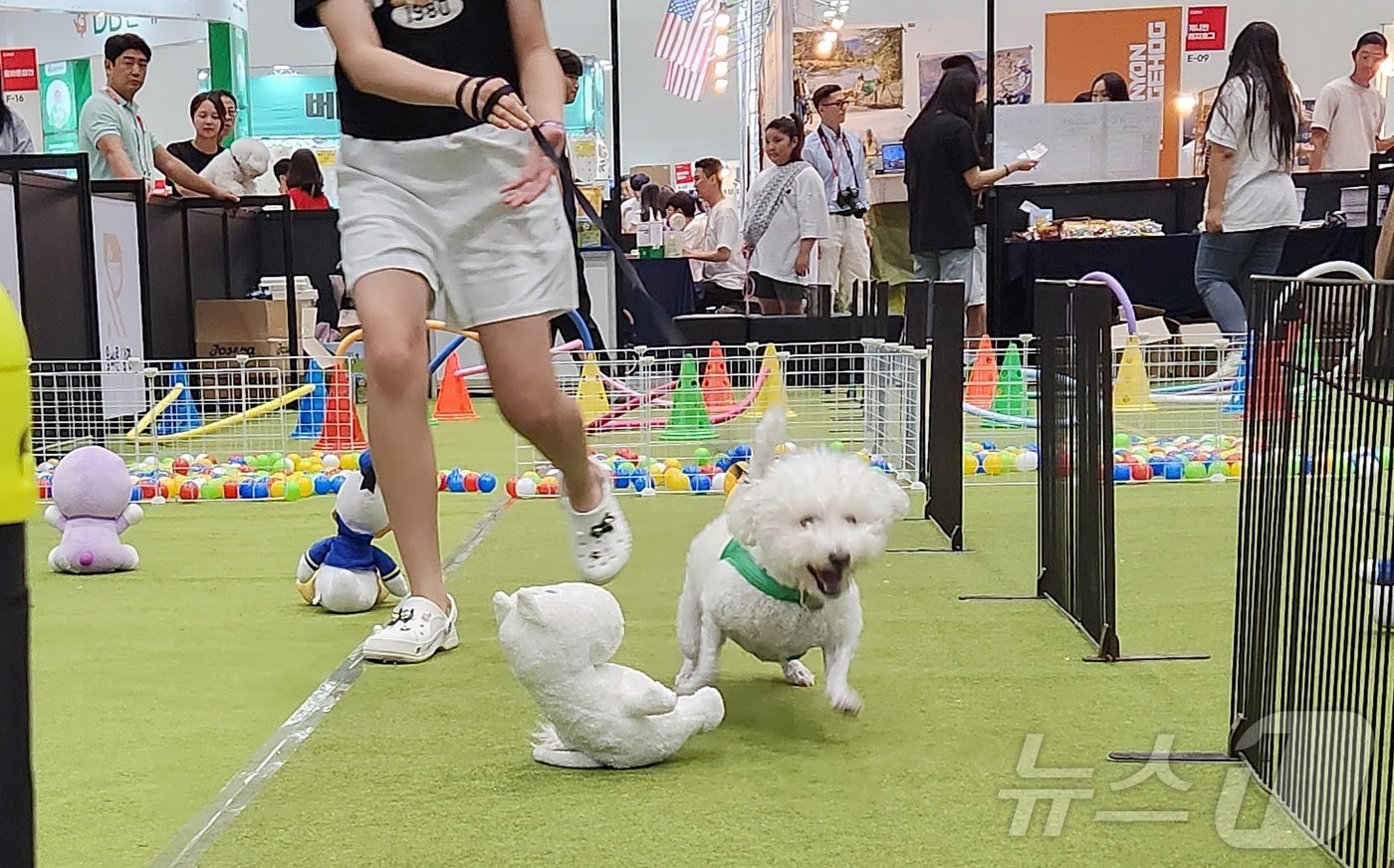 본문 이미지 - 2024 케이펫페어 수원에서 열린 멍드컵에서 반려견이 보호자와 함께 장애물을 통과해 달리고 있다. ⓒ 뉴스1 한송아 기자
