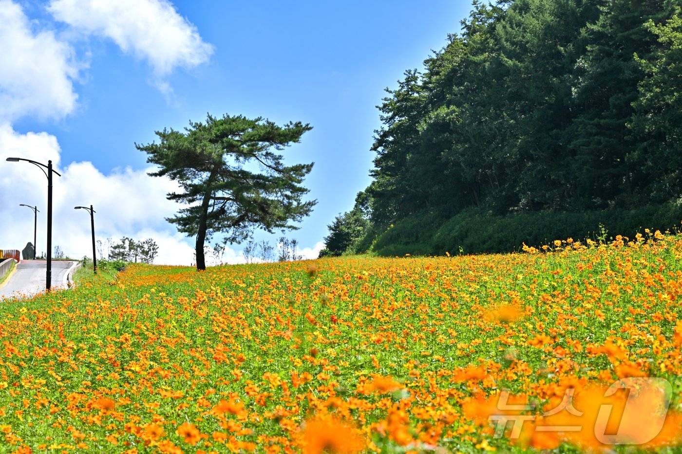 본문 이미지 - 강원 정선군 병방산군립공원 진입도로 주변이 지난 8일 황금코스모스 꽃밭으로 조성돼 있다. &#40;뉴스1 DB&#41;