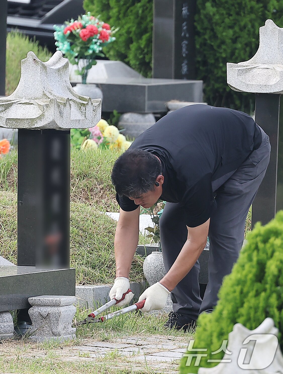 본문 이미지 - 추석 명절을 2주 가량 앞둔 1일 인천 부평구 인천가족공원을 찾은 한 성묘객이 벌초를 하고 있다. 2024.9.1/뉴스1 ⓒ News1 김진환 기자