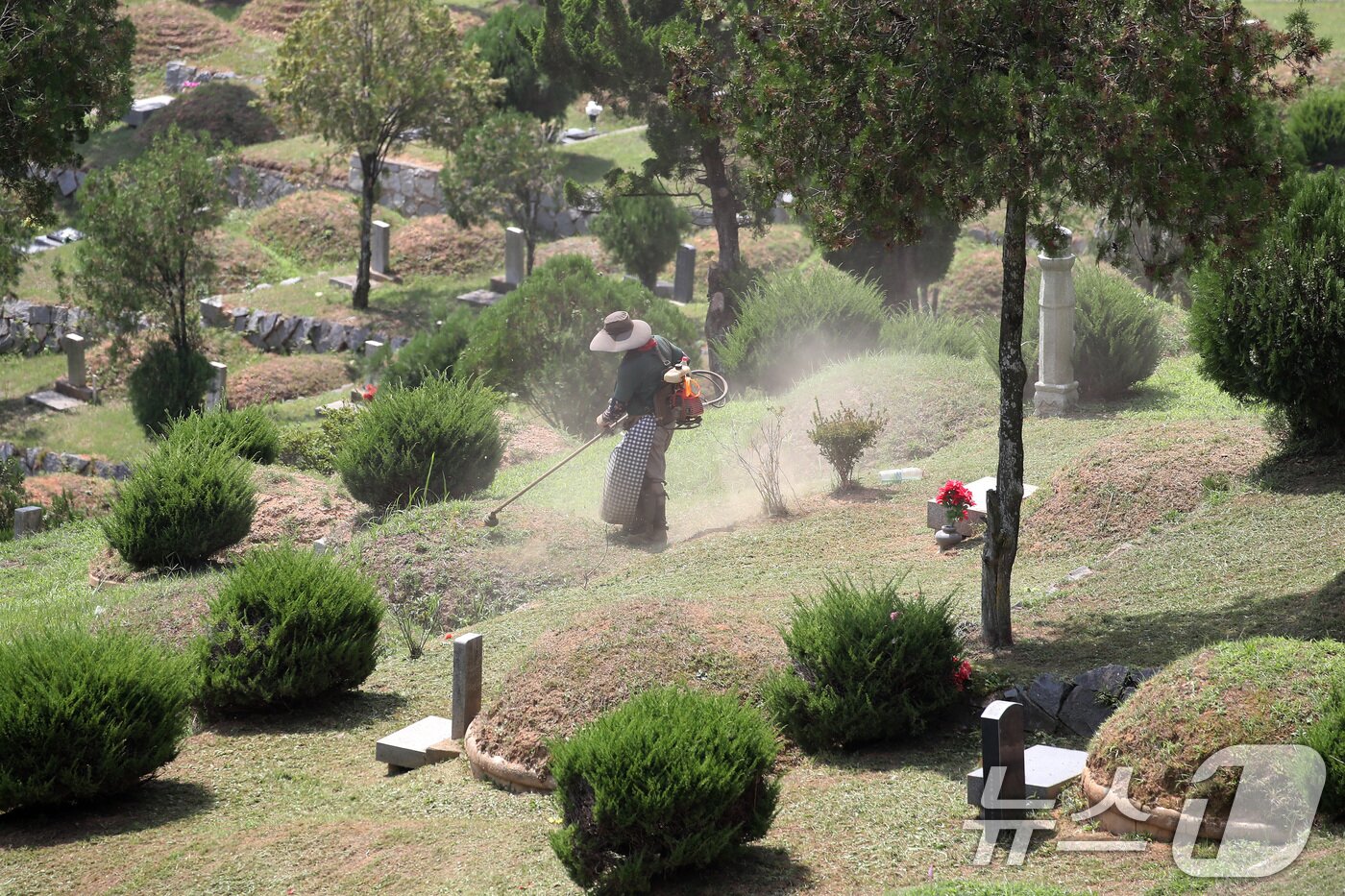 본문 이미지 - 추석을 2주가량 앞둔 1일 경북 경산시 남천면 한 공원묘지에서 관리인이 벌초를 하고 있다. 2024.9.1/뉴스1 ⓒ News1 공정식 기자