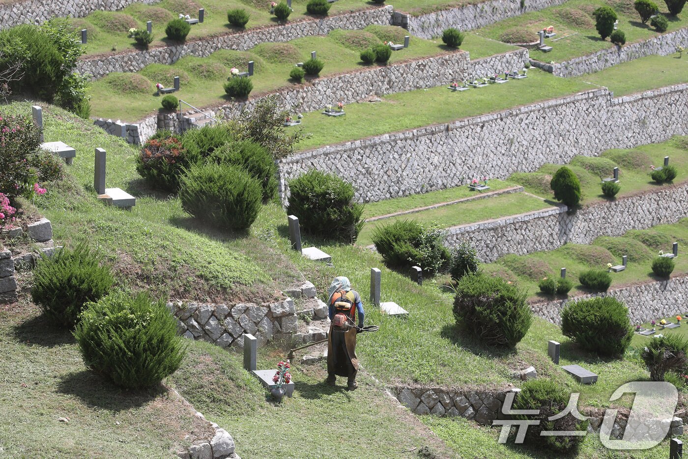 본문 이미지 - 추석을 2주가량 앞둔 1일 경북 경산시 남천면 한 공원묘지에서 관리인이 벌초를 하고 있다. 2024.9.1/뉴스1 ⓒ News1 공정식 기자