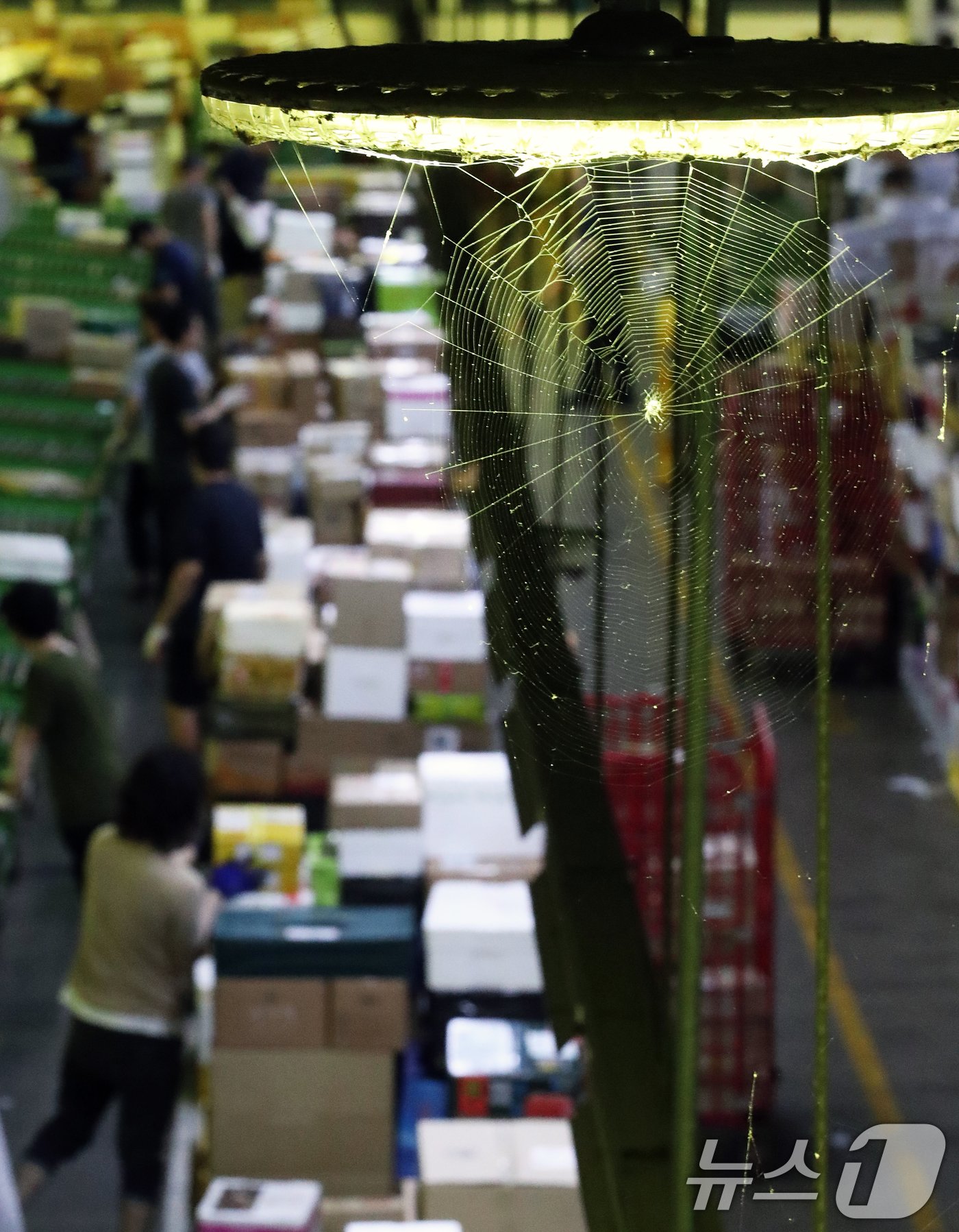 본문 이미지 - 추석 명절을 앞둔 10일 오전 서울 광진구 동서울우편물류센터에서 직원들이 택배 분류 작업으로 구슬땀을 흘리고 있다. 우정사업본부는 추석연휴 기간 동안 약 1,925만 개(일평균 160만 개)의 소포 우편물이 접수될 것으로 예상하며 안전하고 신속한 배달을 위해 전국 집중국 및 우체국이 비상근무체계에 돌입한다고 밝혔다. 2024.9.10/뉴스1 ⓒ News1 오대일 기자