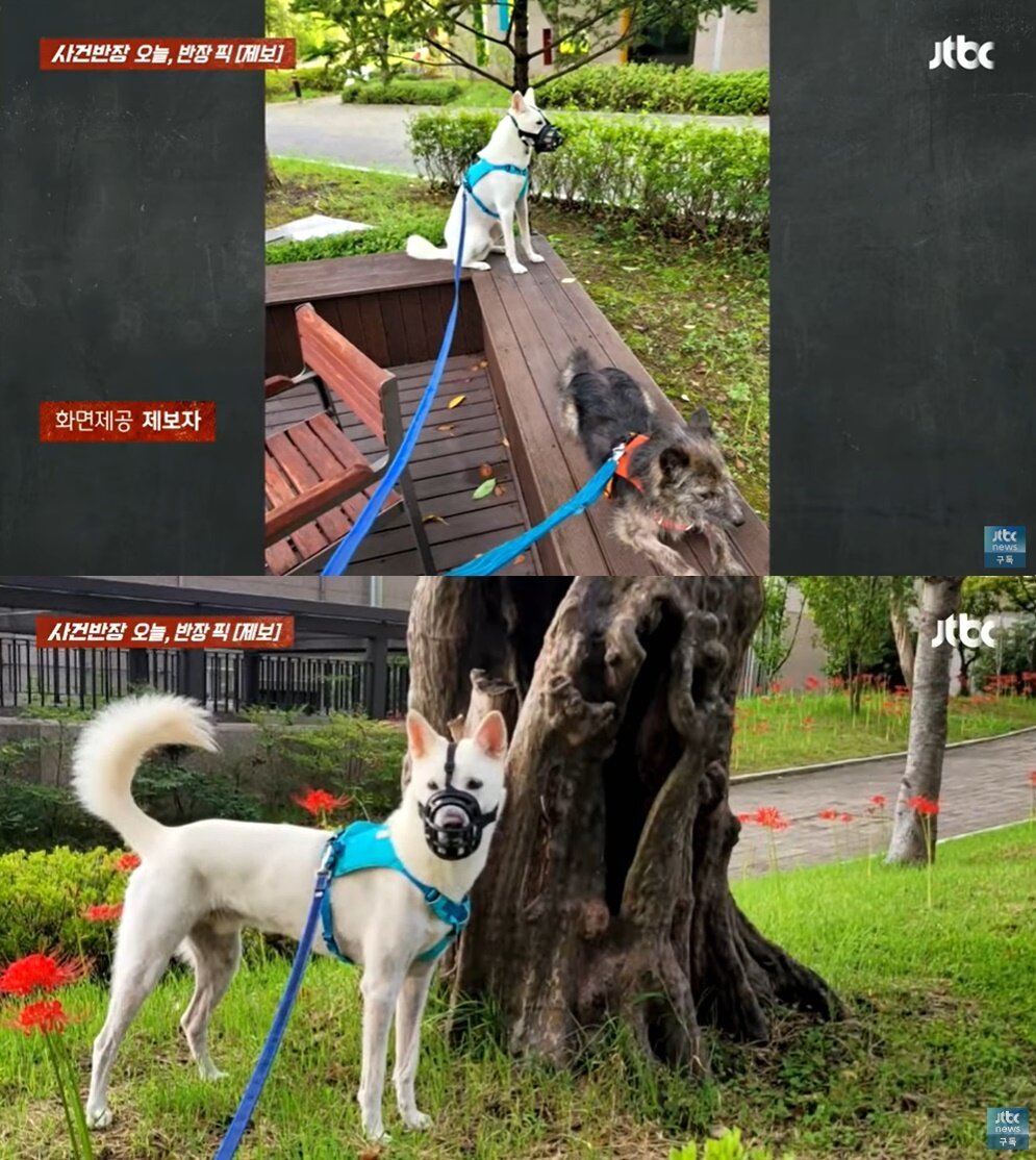 본문 이미지 - (JTBC '사건반장' 갈무리)