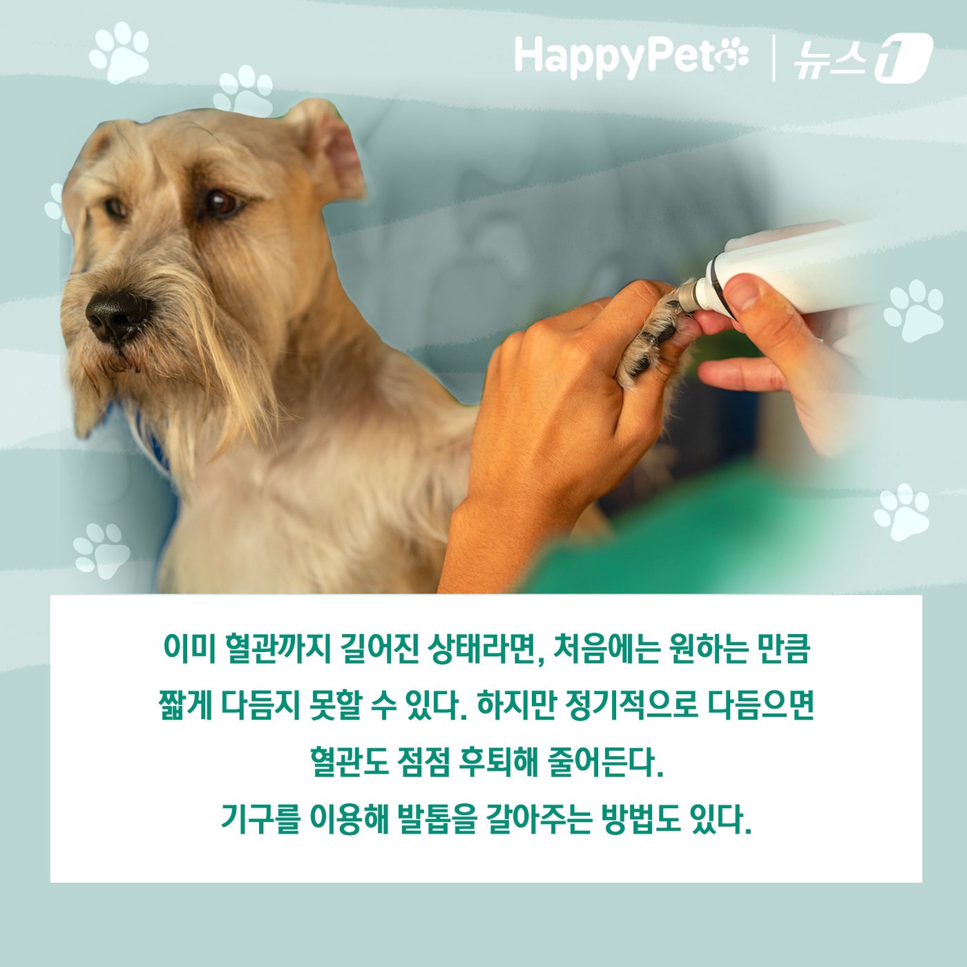 본문 이미지 - 반려견의 긴 발톱 방치하면 벌어지는 일 ⓒ News1 김초희 디자이너