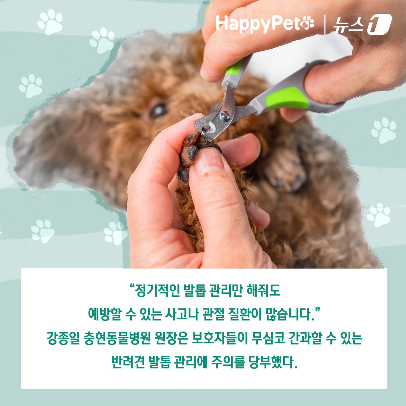 본문 이미지 - 반려견의 긴 발톱 방치하면 벌어지는 일 ⓒ News1 김초희 디자이너