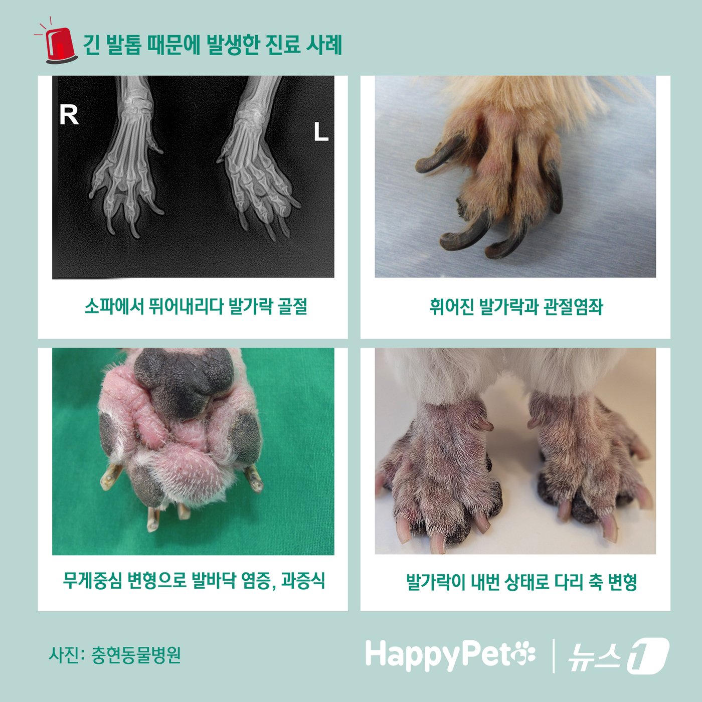 본문 이미지 - 반려견의 긴 발톱 방치하면 벌어지는 일 ⓒ News1 김초희 디자이너