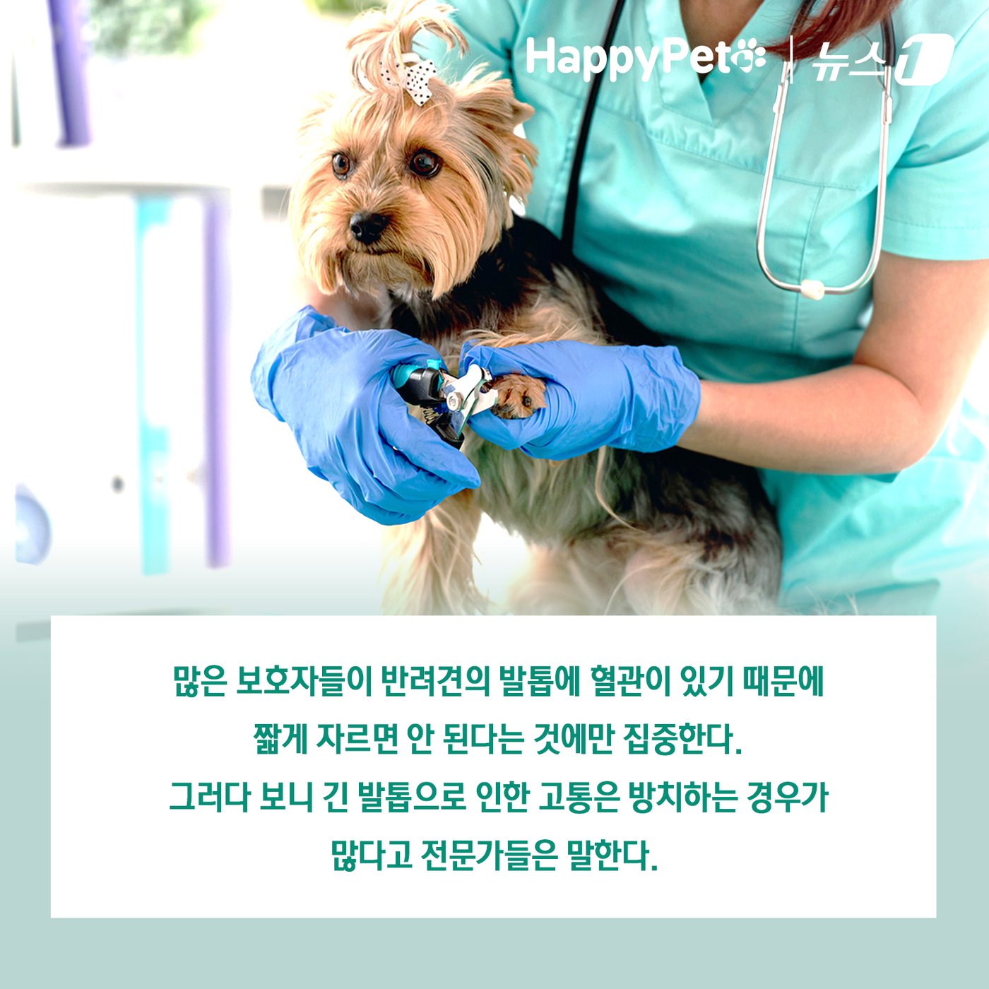 본문 이미지 - 반려견의 긴 발톱 방치하면 벌어지는 일 ⓒ News1 김초희 디자이너