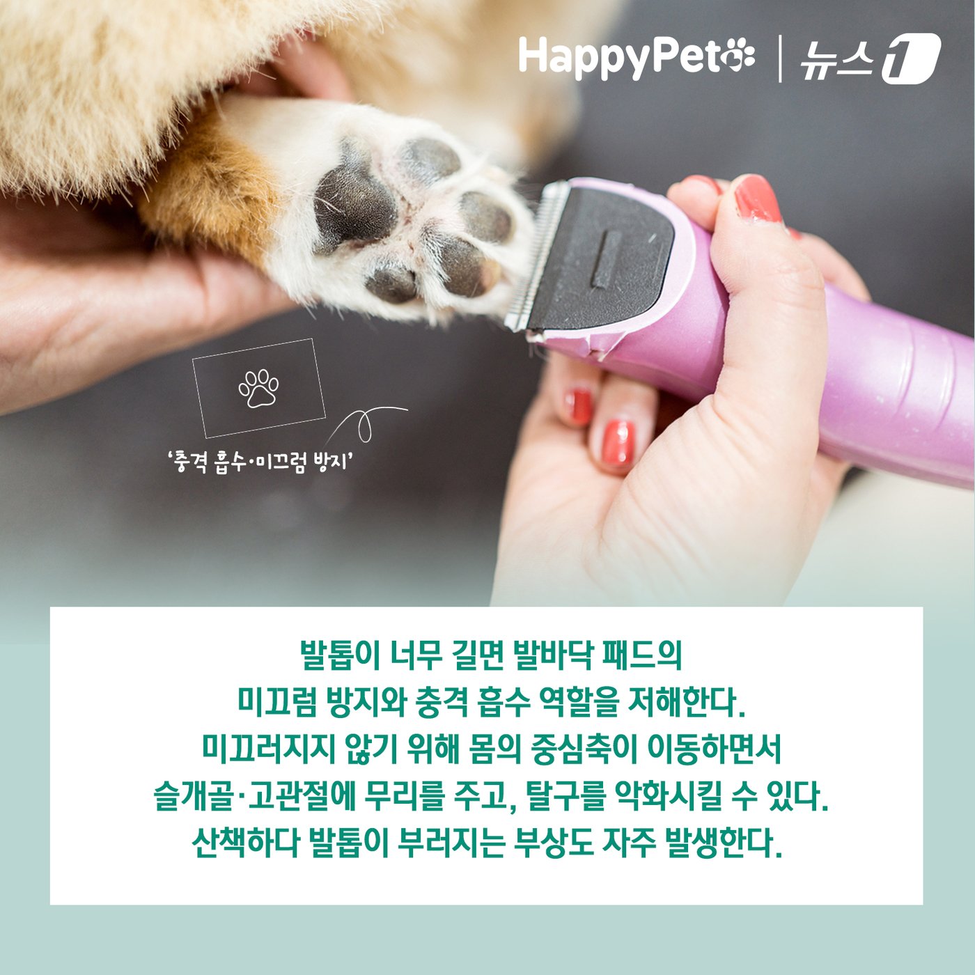본문 이미지 - 반려견의 긴 발톱 방치하면 벌어지는 일 ⓒ News1 김초희 디자이너