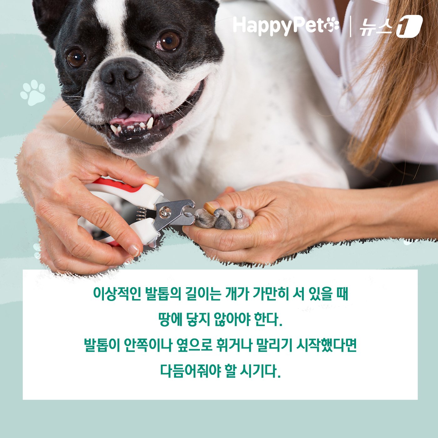 본문 이미지 - 반려견의 긴 발톱 방치하면 벌어지는 일 ⓒ News1 김초희 디자이너