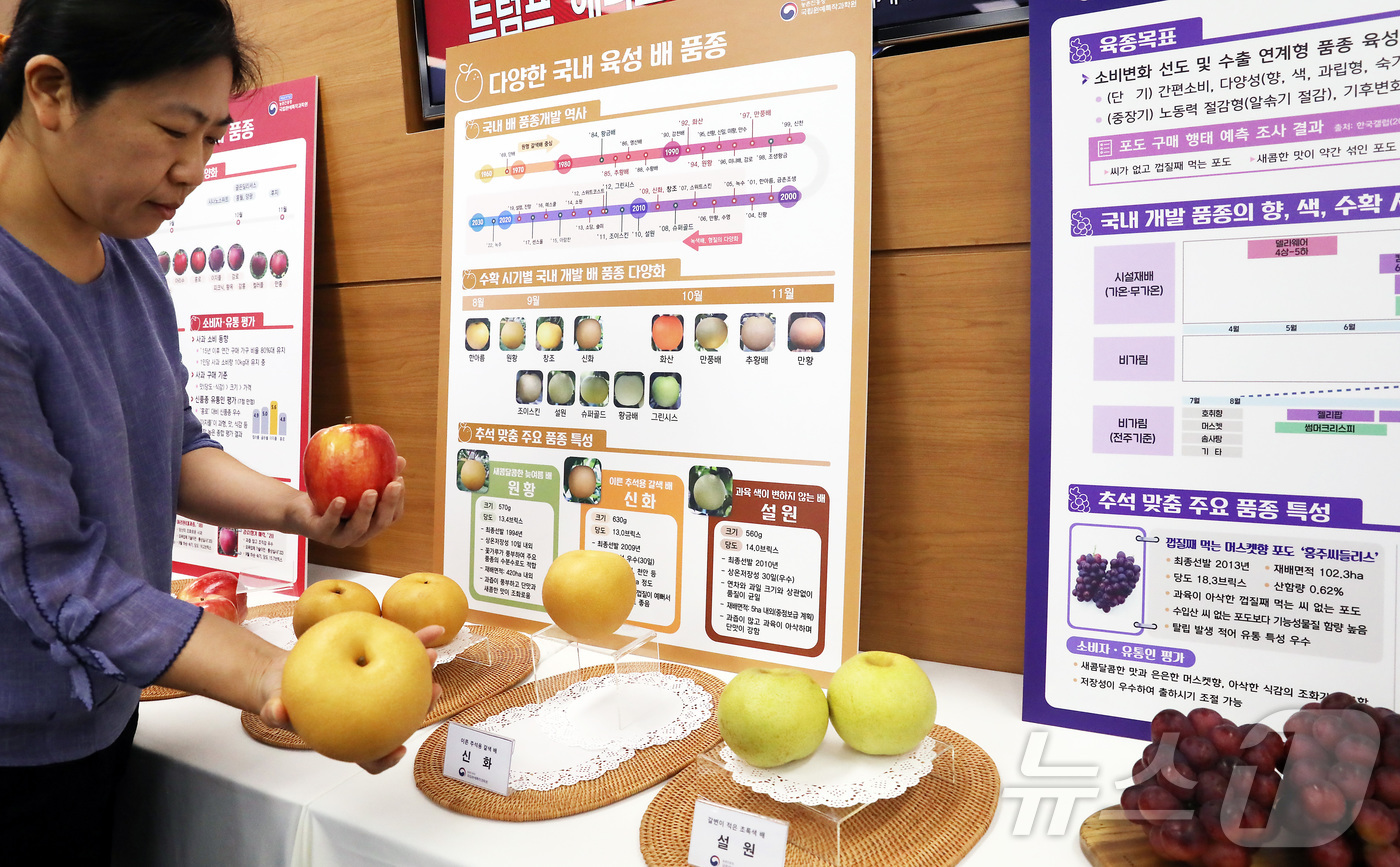 (세종=뉴스1) 김기남 기자 = 11일 세종시 정부세종청사 농림축산식품부에서 농촌진흥청 국립원예특작과학원 관게자가 국내 육성 품종인 사과(홍로, 아리수,이지풀, 아리원, 감로), …