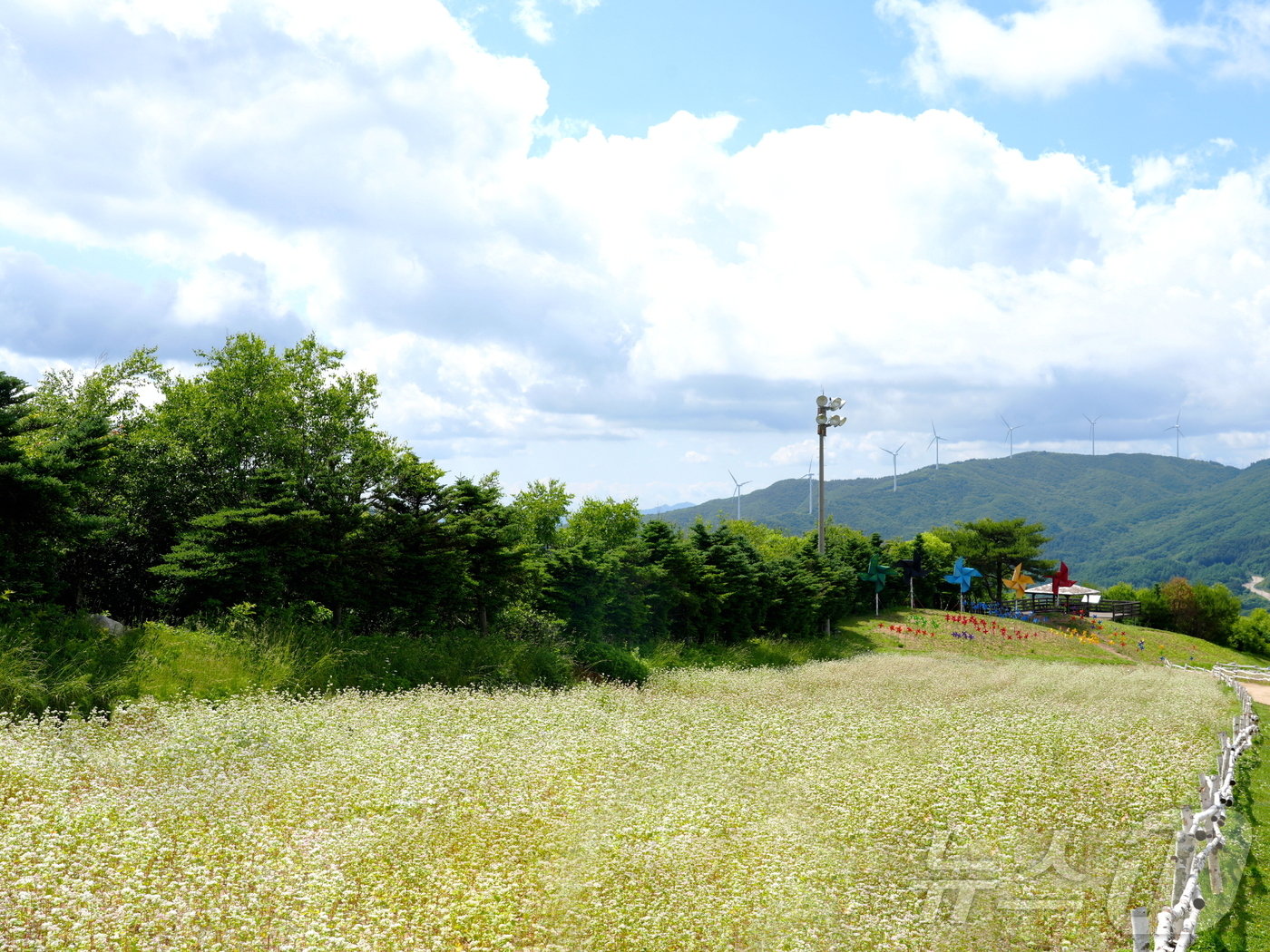 휘닉스 파크 단지 내 해발 1050m 몽블랑 정상 메밀꽃밭.&#40;휘닉스파크 제공&#41; 2024.9.11/뉴스1