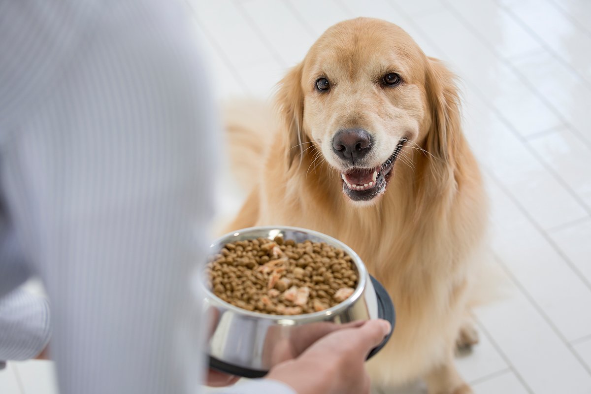 본문 이미지 - 전문가들은 고가의 사료가 반려동물 건강에 정답이 아니라고 입 모아 얘기한다. (사진 이미지투데이) ⓒ 뉴스1