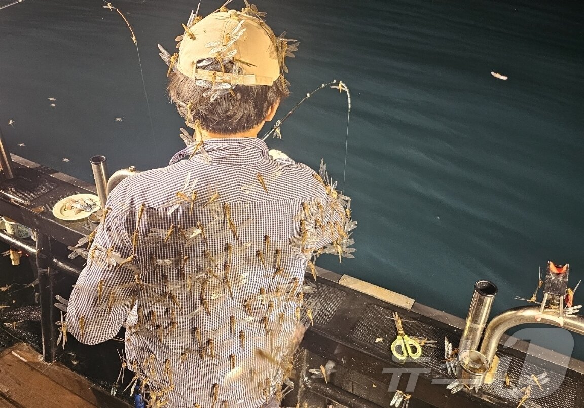 본문 이미지 - 8일 새벽 제주시 김녕 앞바다에서 된장잠자리로 추정되는 잠자리 떼가 나타났다.(블레스호 제공)2024.9.11/뉴스1