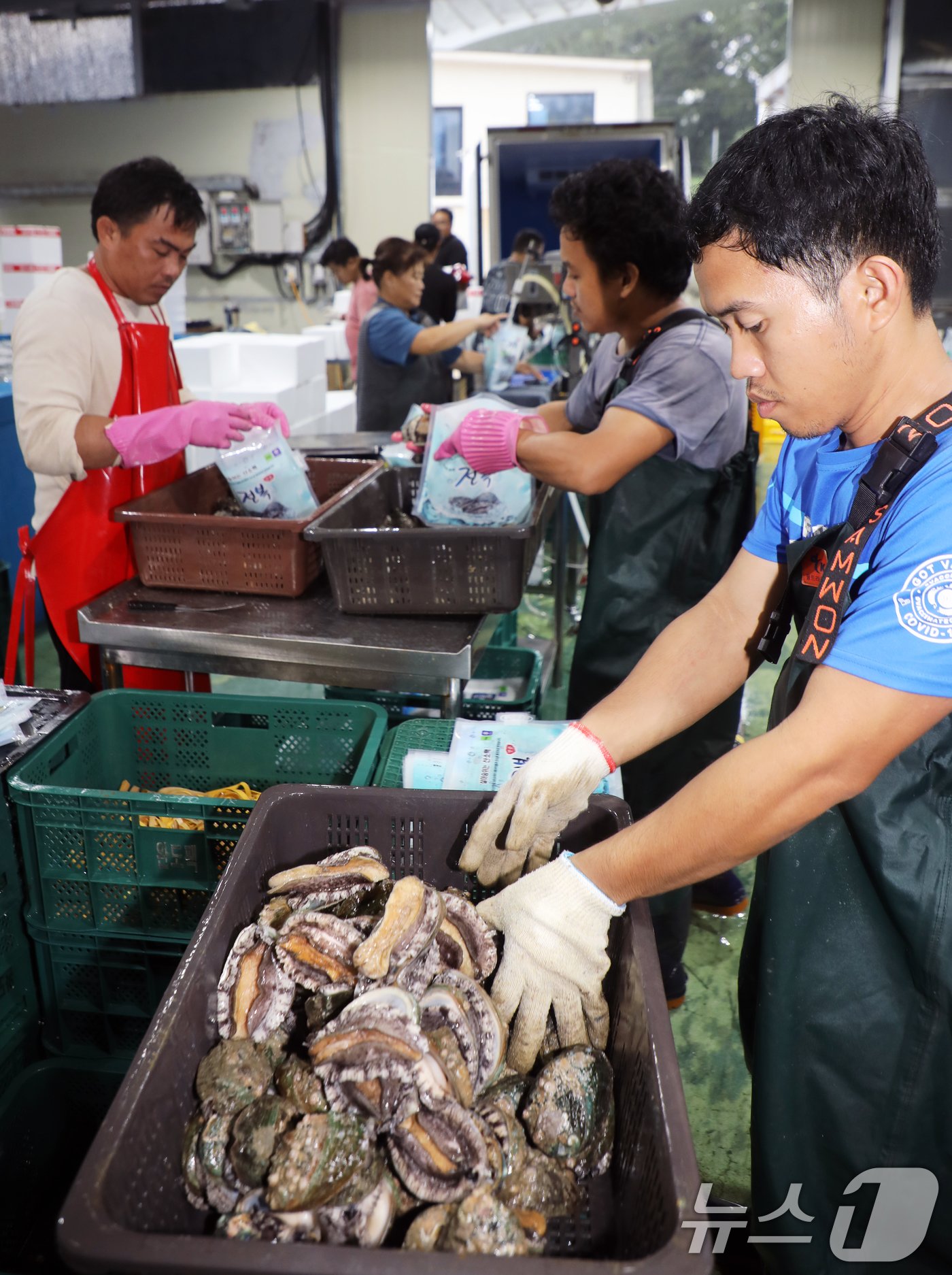 본문 이미지 - 추석을 앞둔 11일 전남 완도 한 전복 유통업체에서 직원들이 선물 포장 작업을 진행하고 있다. 2024.9.11/뉴스1 ⓒ News1 이수민 기자