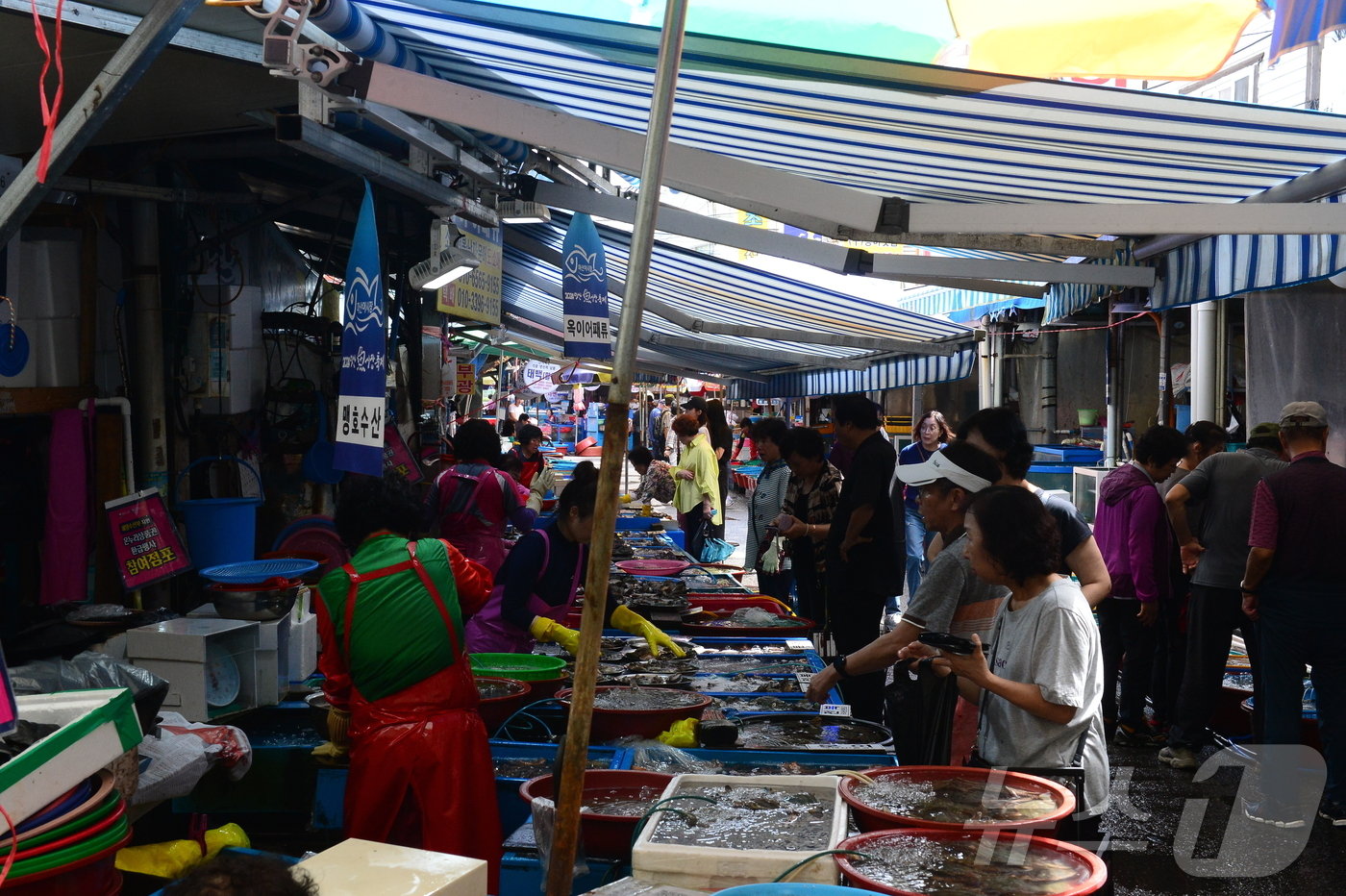 본문 이미지 - 11일 오후 마산어시장을 찾은 시민들이 생선을 들여다 보고 있다. 2024.9.11 ⓒ 뉴스1 박민석 기자