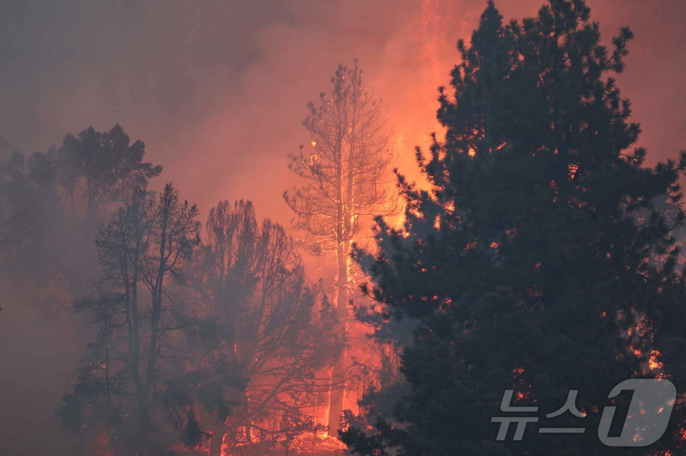 본문 이미지 - 11일(현지시간) 미국 캘리포니아 라이트우드 인근 산비탈에서 불길이 거세게 확산되고 있다. 2024.09.11 ⓒ AFP=뉴스1 ⓒ News1 윤주현 기자