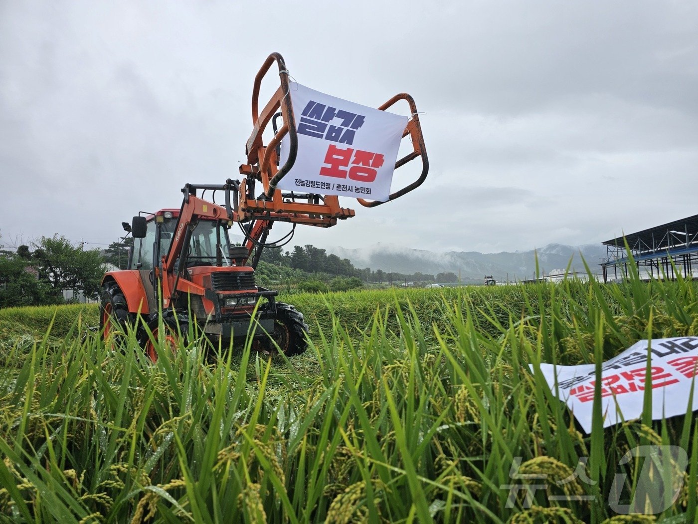 본문 이미지 - 12일 강원 춘천시 신북읍 유포리의 한 논에서 전국농민회총연맹 강원도연맹과 춘천농민회가 쌀값 보장과 쌀 수입 반대를 촉구 논 갈아엎기 투쟁을 벌이고 있다.(전국농민회총연맹 강원도연맹 제공) 2024.9.12/뉴스1