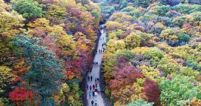 회남재 숲길.&#40;경남도 제공&#41;