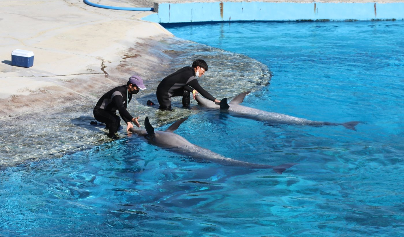 본문 이미지 - 동물·환경단체는 12일 기자회견을 열고, 거제씨월드의 폐쇄를 촉구했다. (동물자유연대 제공) ⓒ 뉴스1