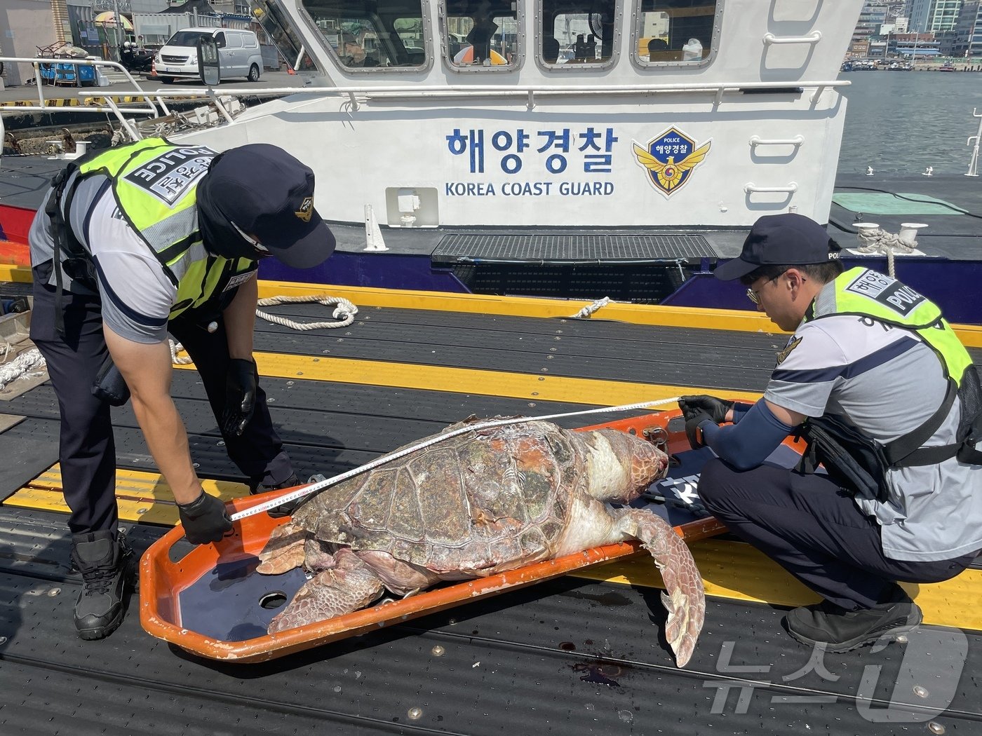본문 이미지 - 부산해경이 13일 자갈치 공동어시장 앞 해상에서 발견된 붉은바다거북 사체의 길이를 측정하고 있다.20204.9.13.(부산해경서 제공)