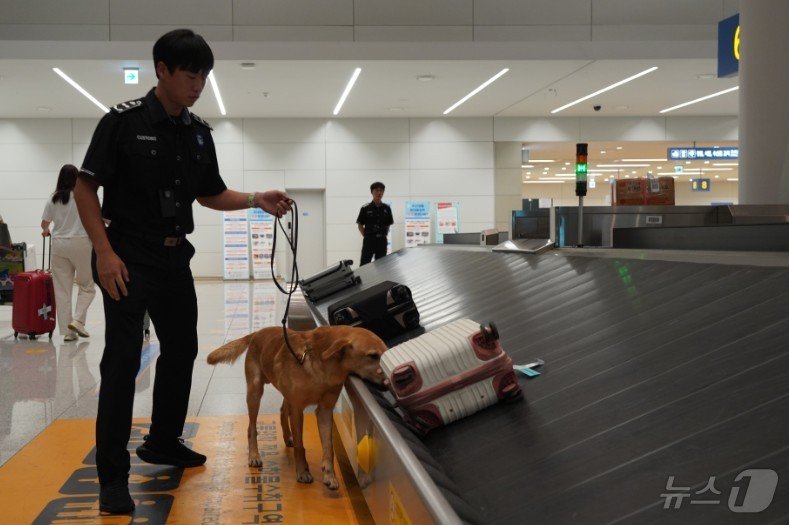 본문 이미지 - 인천공항본부세관 마약조사1과 소속 유경한 주무관이 탐지견 마들리와 여행객 가방을 검사하고 있다.(인천공항본부세관 제공)/뉴스1