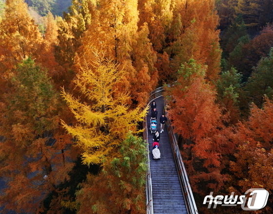본문 이미지 - 대전 서구 장태산/뉴스1