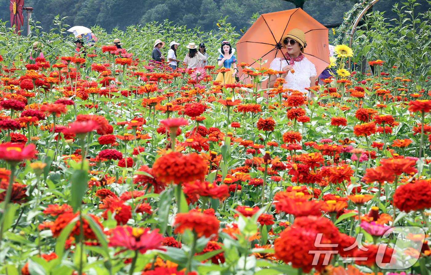 (서울=뉴스1) = 추석연휴인 16일 오후 강원 평창군 평창읍 평강강 둔치에서 열린 2024 평창백일홍축제에서 관광객들이 꽃놀이를 즐기고 있다.’대한민국이 시작되는 곳, 평창 천만 …