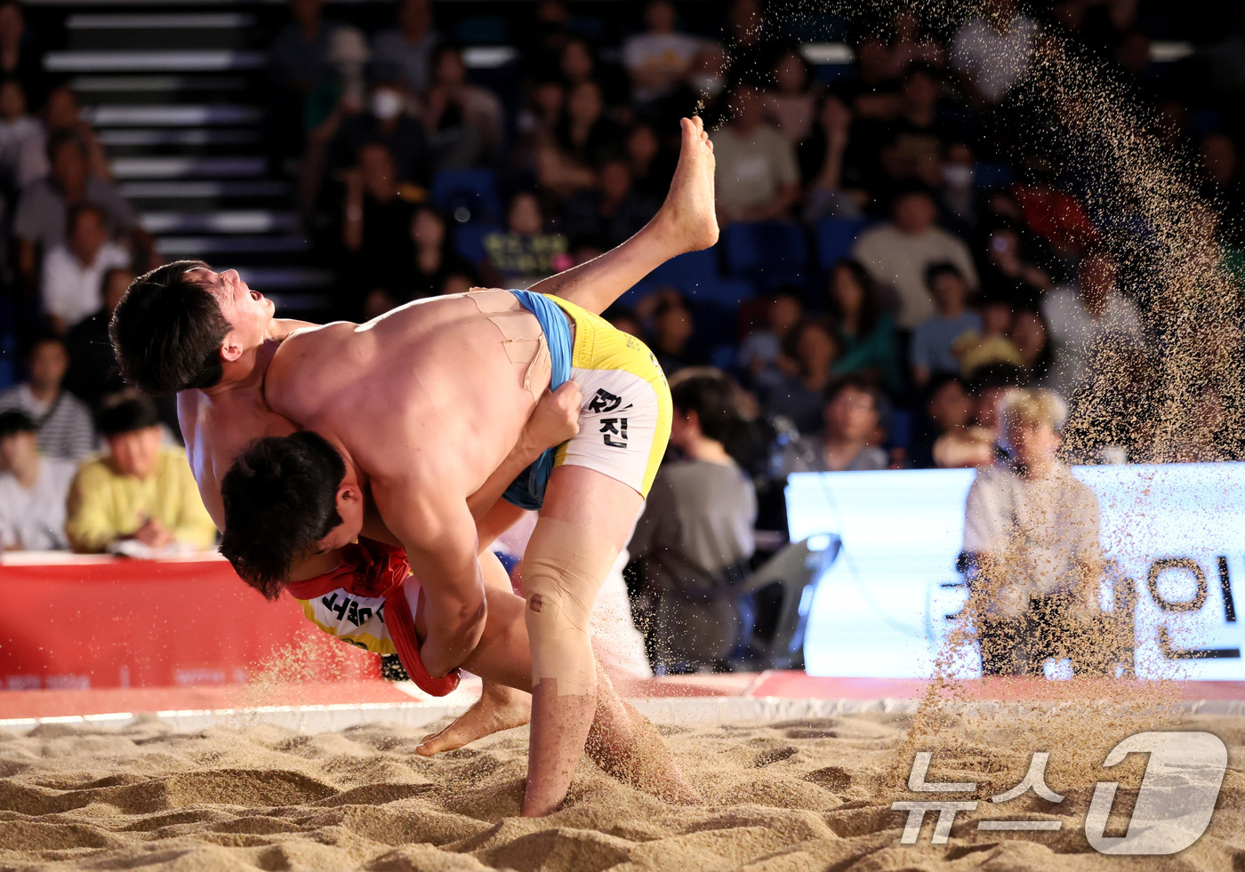 (서울=뉴스1) = 16일 경남 고성군 국민체육센터에서 열린 '위더스제약 2024 추석장사 씨름대회'에서 금강장사(90㎏ 이하)에 오른 정종진(울주군청)이 같은 팀 노범수를 넘어뜨 …