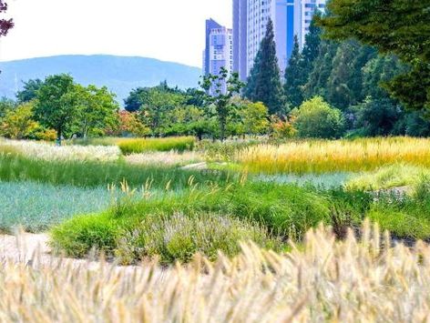 "추석에 나들이 가볼까" 울산 태화강그라스정원 가을 정취 물씬