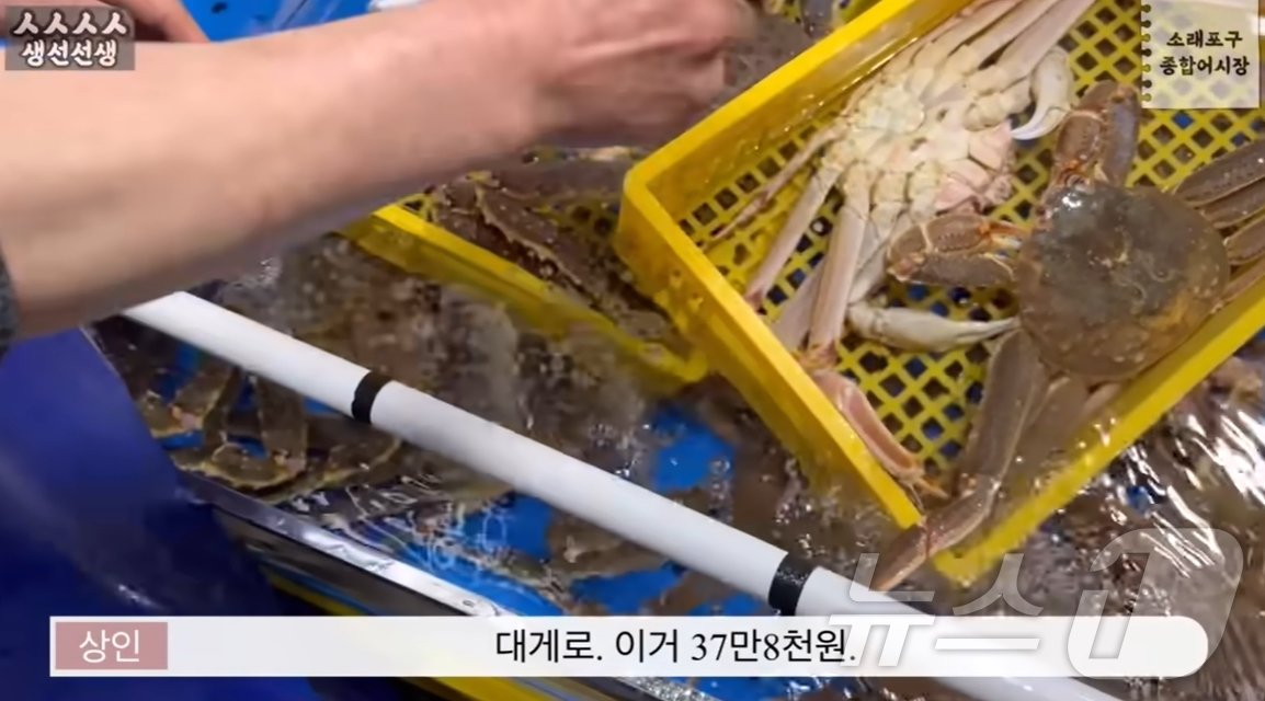 본문 이미지 - (유튜브 채널 '생선선생 미스터S' 갈무리)