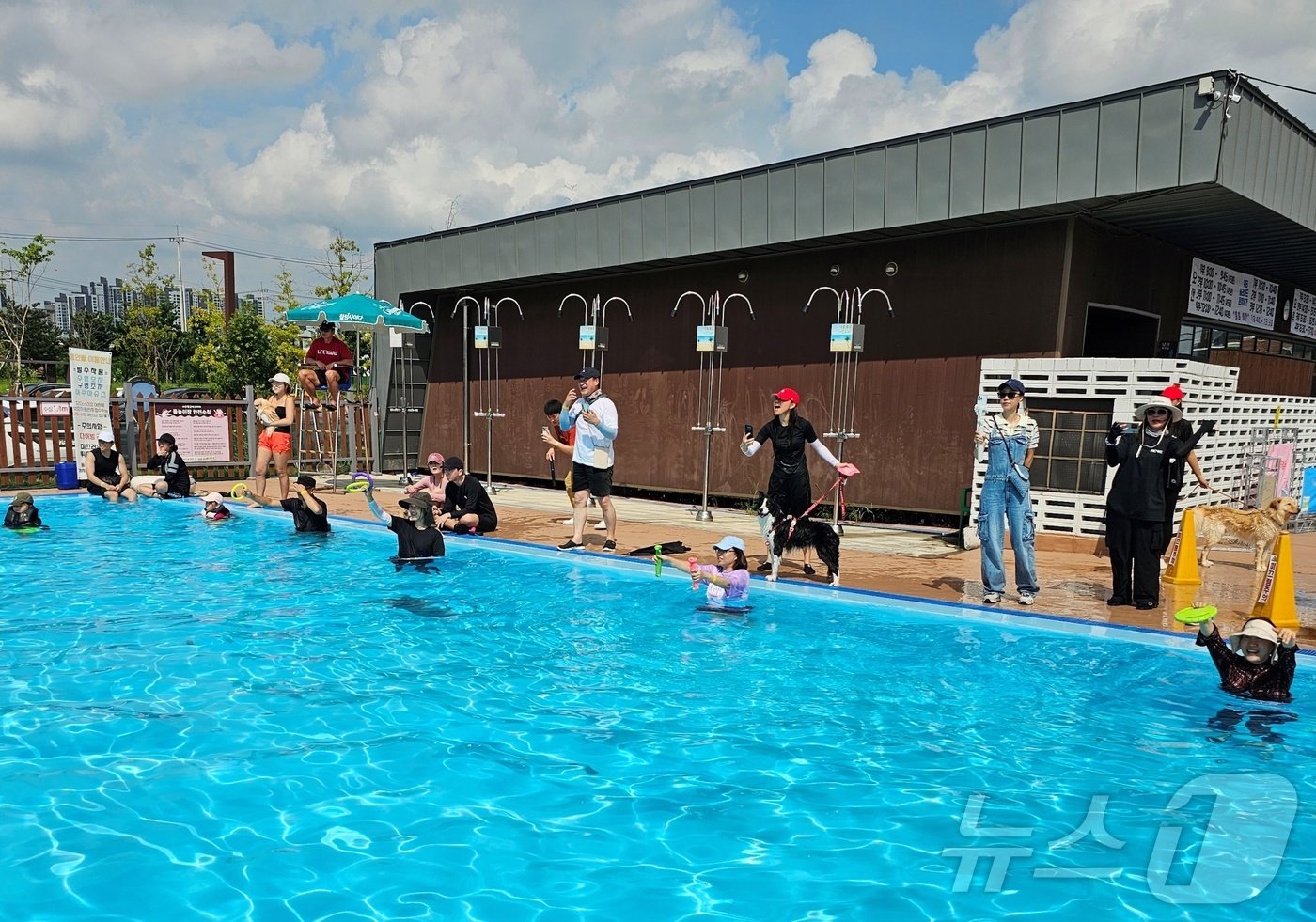 본문 이미지 - 반려견 수영장 '멍푸멍푸'에서 수영 중인 강아지(KCMC문화원 제공) ⓒ 뉴스1