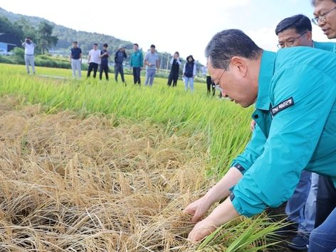 수확기 앞두고 벼멸구 비상…해남군 집중방제 총력