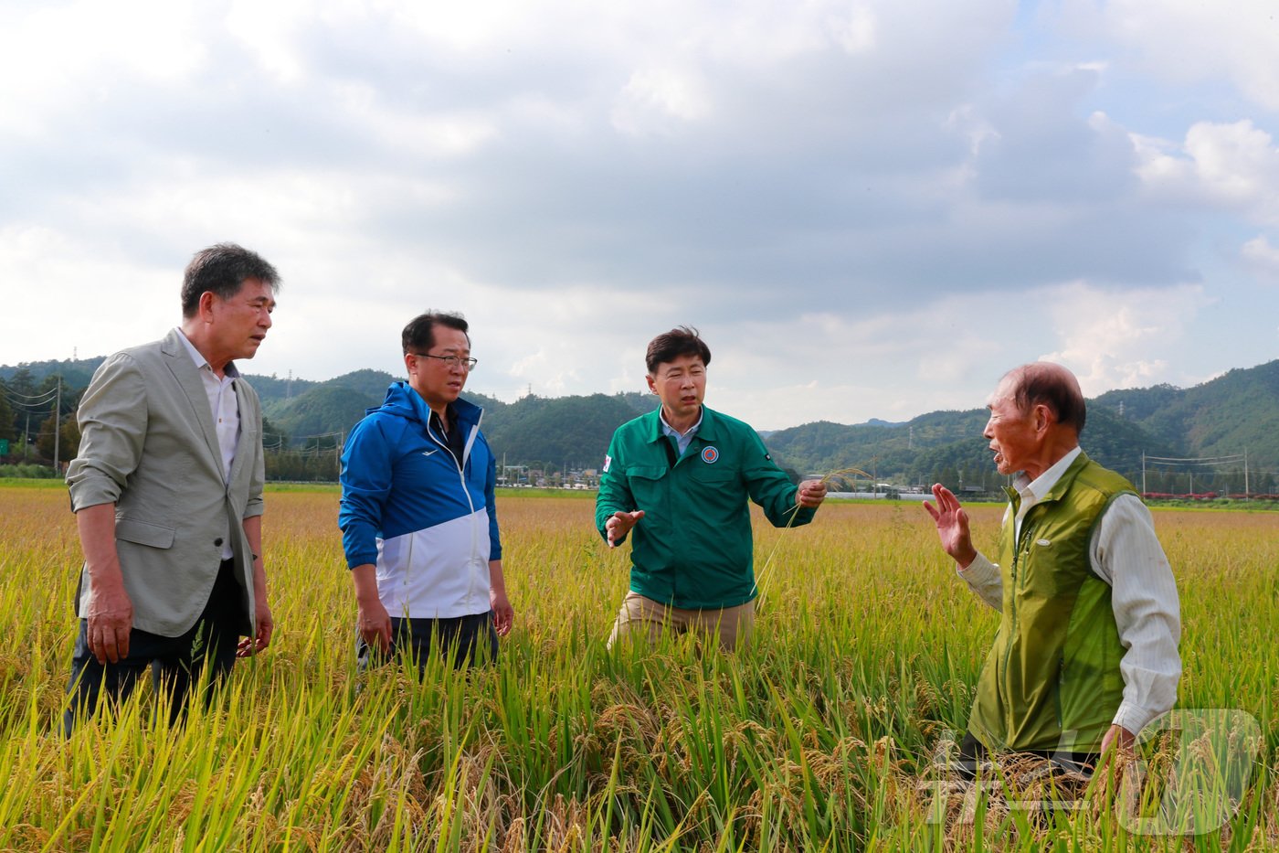 본문 이미지 - 김철우 보성군수(왼쪽 세번째)가 추석 연휴 벼멸구 피해 농가를 돌며 애로사항을 경청하고 있다. (보성군 제공)2024.9.18/뉴스1 ⓒ News1