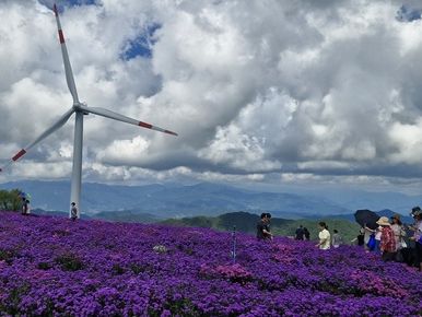 '보랏빛 꽃천지' 거창 감악산 아스타 국화꽃밭 추석연휴 3만명 방문