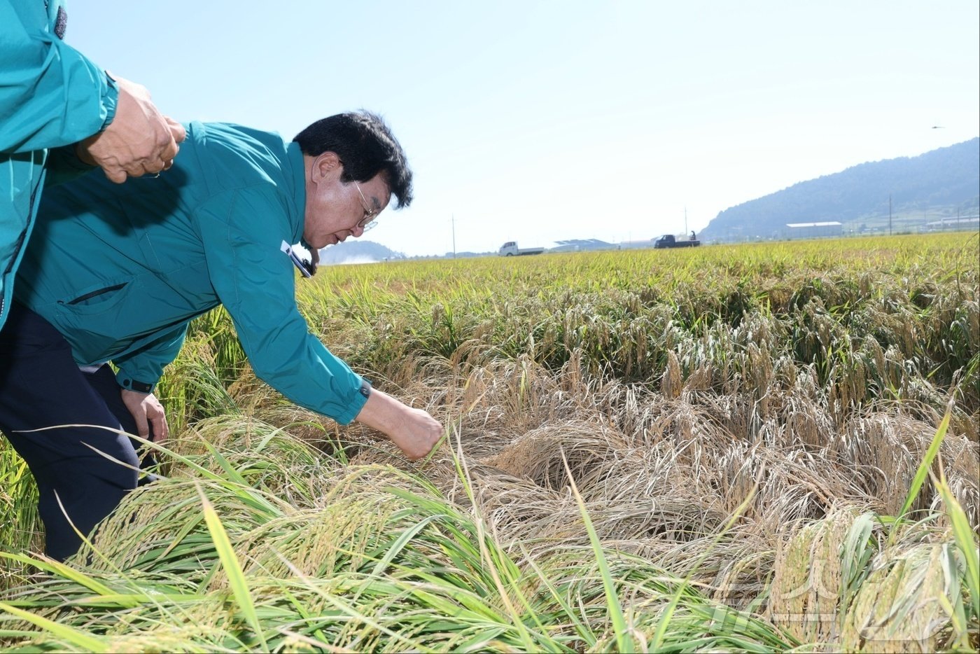 본문 이미지 - 벼멸구 피해현장을 살펴보고 있는 김성 전남 장흥군수. ⓒ News1