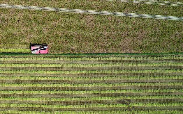 쌀 과잉 생산 막는다…벼 재배면적 3.8만㏊ 줄인 '64만㏊' 확정