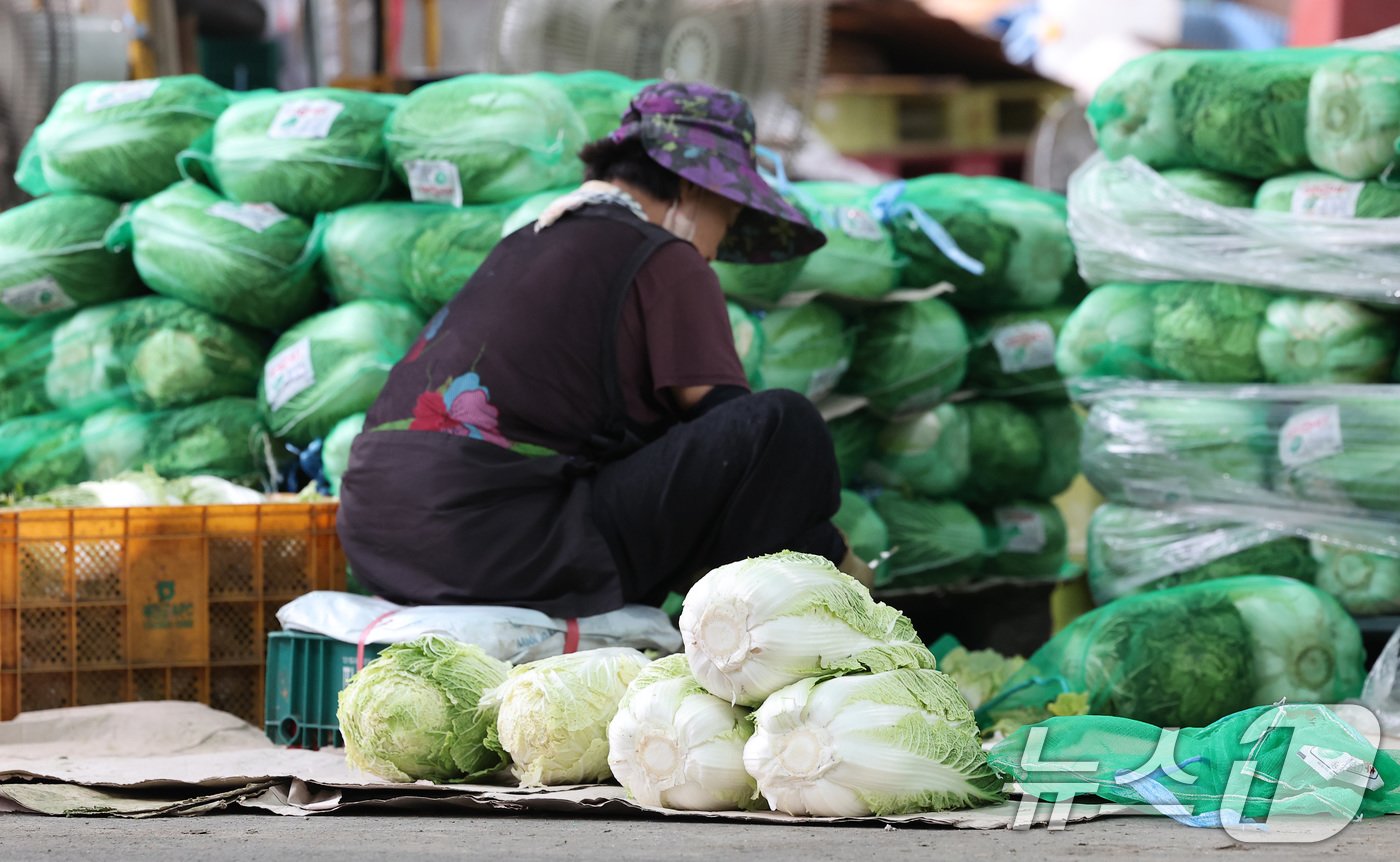 본문 이미지 - 추석 연휴가 2주 앞으로 다가온 2일 서울 송파구 가락농수산물종합도매시장에서 상인이 배추를 정리하고 있다.2024.9.2/뉴스1 ⓒ News1 김성진 기자