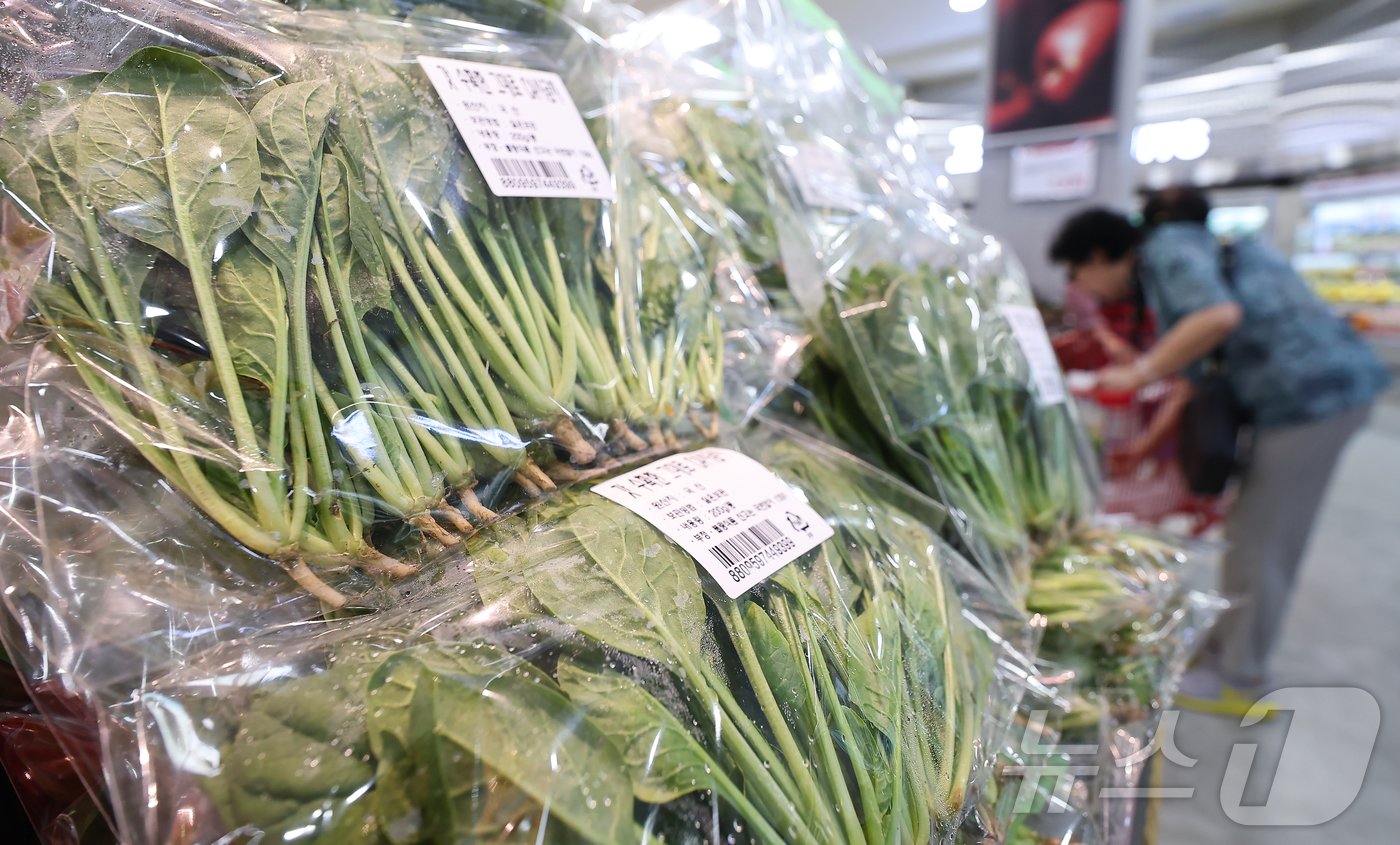 본문 이미지 - 추석이 지난 9월 중순에도 폭염이 이어지면서 채소류 물가가 좀처럼 잡히지 않고 있다. 20일 한국농수산식품유통공사(aT)의 농산물유통정보(KAMIS)에 따르면 지난 19일 기준 배추 소매가는 포기당 9526원으로 전년(5509원)보다 72.92%, 평년(7039원) 대비 35.33% 올랐다. 상추는 100g당 2122원으로 전년(1731원) 대비 22.59%, 평년(1692원)보다 25.41% 비쌌다. 시금치는 100g당 3728원으로 전년(2511원)보다 48.47%, 평년(1847원)보다 101.84% 오른 것으로 조사됐다. 20일 서울 시내 한 대형마트에 시금치가 진열돼 있다. 2024.9.20/뉴스1 ⓒ News1 김도우 기자