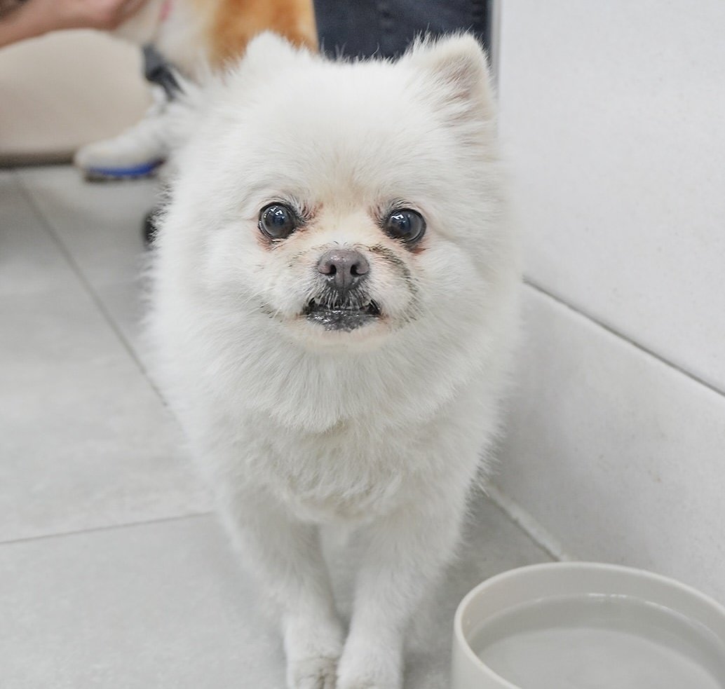 본문 이미지 - 동물자유연대 온센터에 입소한 '잔디'(동물자유연대 제공) ⓒ 뉴스1
