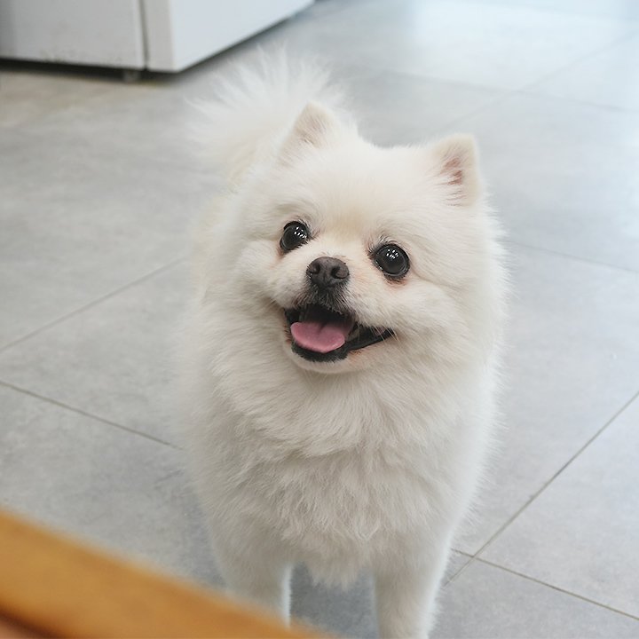 본문 이미지 - 동물자유연대 온센터에서 보호 중인 '잔디' (동물자유연대 제공) ⓒ 뉴스1