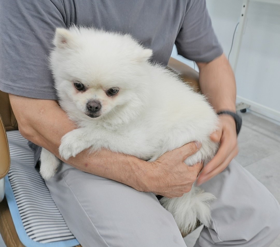 본문 이미지 - 좋아하는 사람에게 안겨있길 좋아하는 '잔디' (동물자유연대 제공) ⓒ 뉴스1
