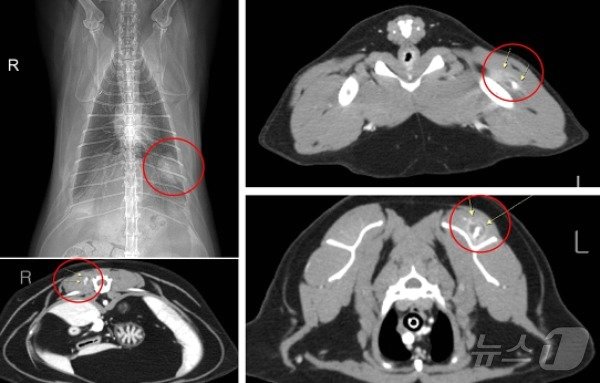 본문 이미지 - 고양이 마취 전 검사 시 흉부방사선사진과 전신 CT검사에서 발견된 종양(고려동물메디컬센터 고양이병원 제공) ⓒ 뉴스1