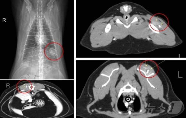 고양이 마취 전 검사 시 흉부방사선사진과 전신 CT검사에서 발견된 종양&#40;고려동물메디컬센터 고양이병원 제공&#41; ⓒ 뉴스1