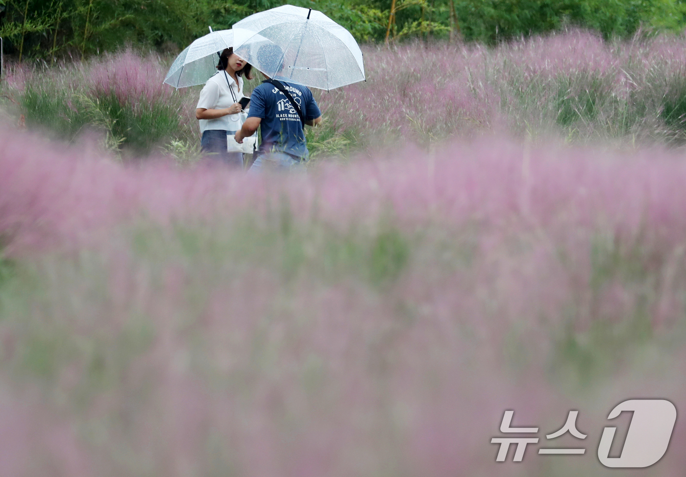 (부산=뉴스1) 윤일지 기자 = 절기상 추분을 이틀 앞둔 20일 오후 부산 강서구 대저생태공원에서 우산을 쓴 시민들이 핑크뮬리를 둘러보고 있다. 2024.9.20/뉴스1