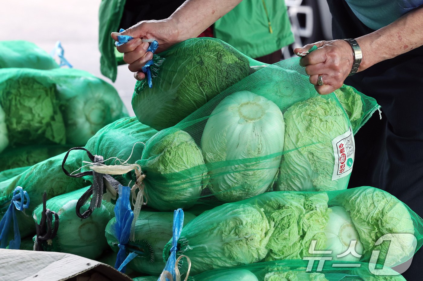 본문 이미지 - 이달 중순까지 폭염이 이어지며 채소 가격이 여전히 강세를 보이고 있는 22일 서울 송파구 가락농수산물도매시장에서 시민들이 배추를 구매하고 있다. 지난 21일 한국농수산식품유통공사 농산물유통정보에 따르면 전날 기준 배추 한 포기 소매가격은 9337원을 기록했다. 이는 1년 전에 비해 69.49%, 평년과 비교하면 32.65% 뛴 가격으로 다가오는 김장철을 앞두고 체감 물가에 변수가 될 전망이다. 2024.9.22/뉴스1 ⓒ News1 이동해 기자